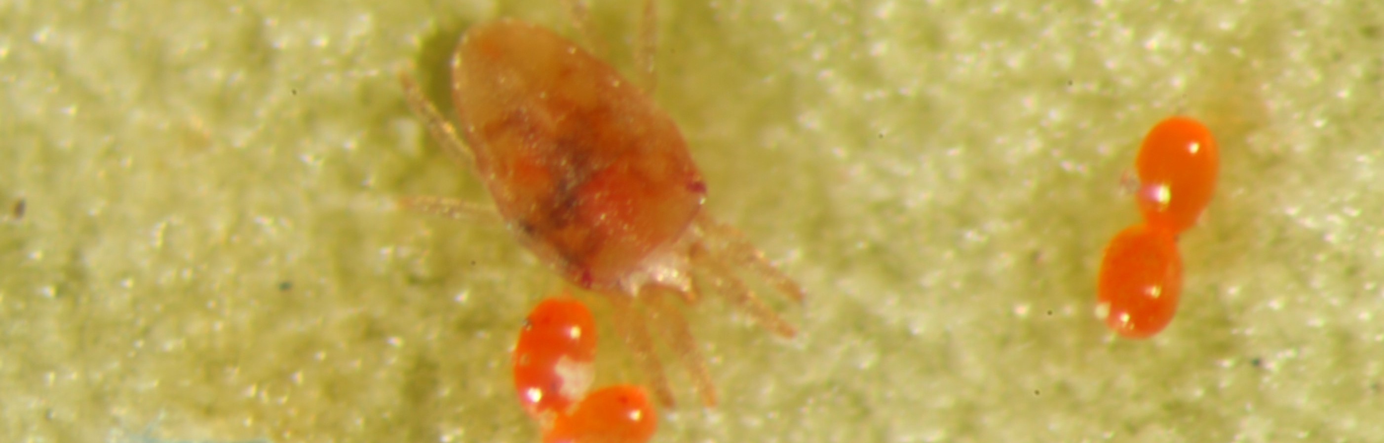 Falsa arañita roja de la vid